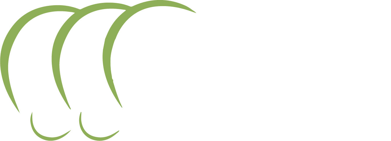 Transvell_LogoBco Transvell_LogoBco